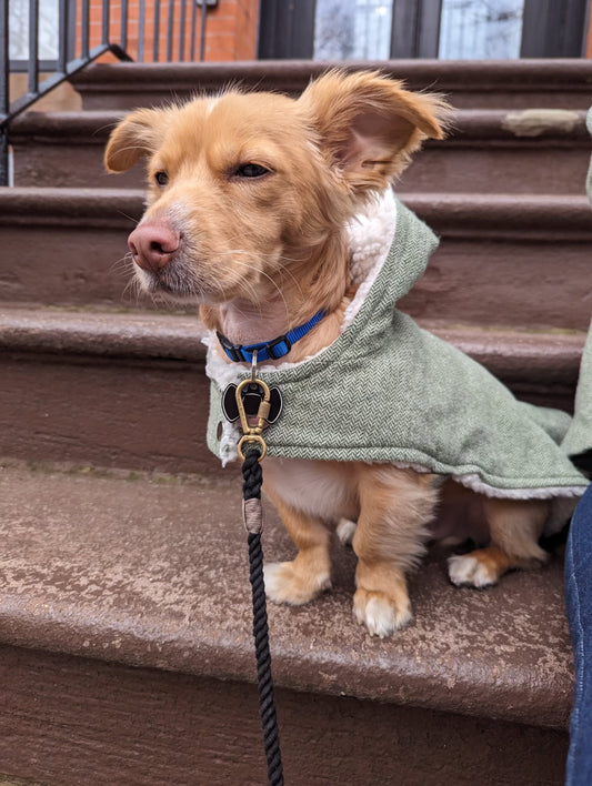 14" Doggy Hooded Jacket in Green Herringbone Wool - Lined With Off-White Sherpa Fleece